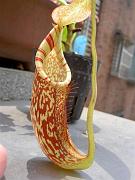 Nepenthes eymae x spectabilis